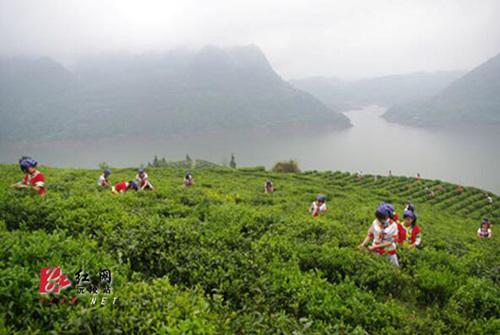 中國(guó)僑網(wǎng)碣灘古茶園