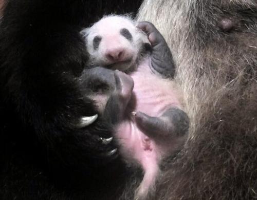 中國僑網(wǎng)東京上野動物園的大熊貓幼崽身上已經(jīng)黑白分明