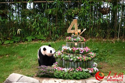 中國(guó)僑網(wǎng)愛(ài)寶享用竹子蛋糕。裴埈基 攝