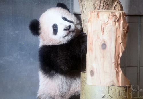 中國(guó)僑網(wǎng)(日本共同社)