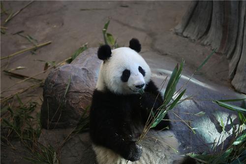 中國僑網圖片取自中國駐芬蘭大使館