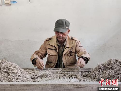 中國(guó)僑網(wǎng)宣紙制作流程——選料 廖宇翔 攝