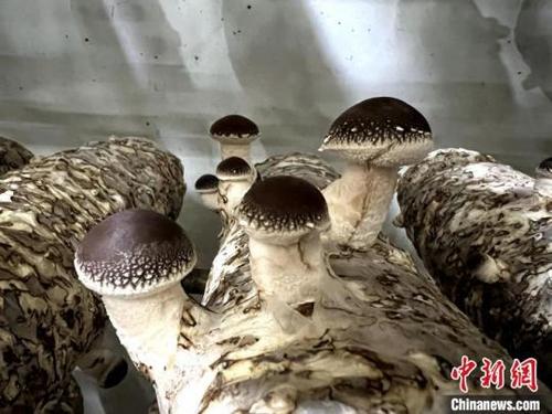 中國(guó)僑網(wǎng)圖為:恒溫出菇房里的香菇,長(zhǎng)勢(shì)旺盛。吳振湖供圖